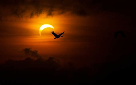 Download Nature Cloud Bird Sun Sky Solar Eclipse 4k Ultra HD Wallpaper