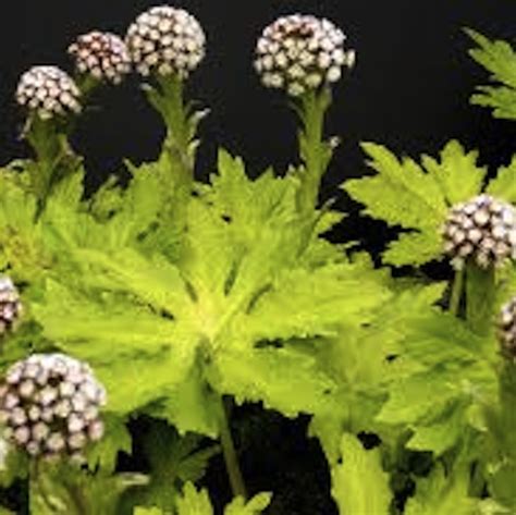 Petasites frigidus var palmatus Golden Palms | Lewis Cottage Plants