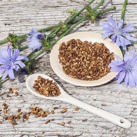 Health Benefits & Uses of Chicory Root You Didn’t Know - WTFacts