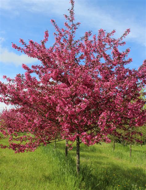 Prairiefire Crabapple | Fort Wayne Trees