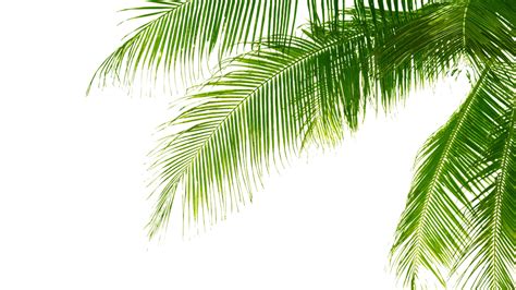 Green Palm Leaves PNG Pic | PNG Mart