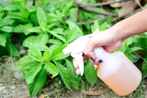DIY Garden Insecticide - Plant Instructions