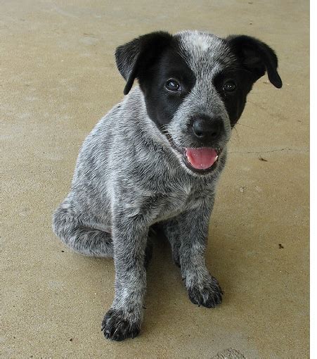 Image of a Blue Heeler puppy in three toned colors with black, grey and white.PNG (1 comment)