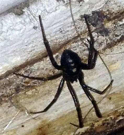 western black widow spider - PEST CONTROL CANADA