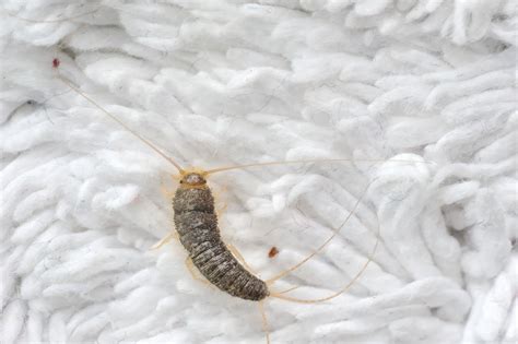 What are Silverfish Bugs?