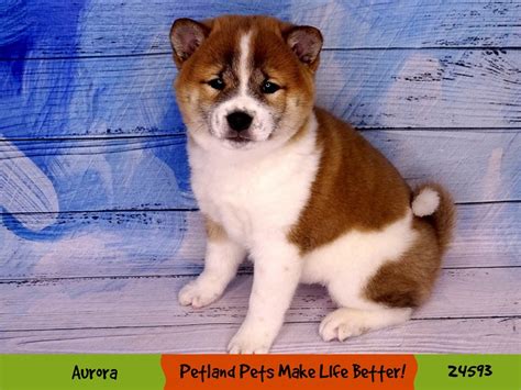 Shiba Inu-DOG-Male-Red-3390512-Petland Pets & Puppies Chicago Illinois