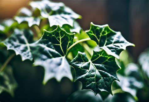 English Ivy (Hedera Helix) Care Guide - Indoor Gardening & Plants