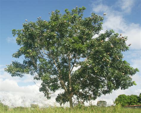 Caoba (Swietenia macrophylla) | Plantación de árboles, Planos de ...