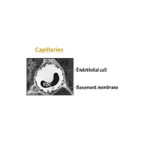 Capillary - Histology Flashcards | ditki medical and biological sciences