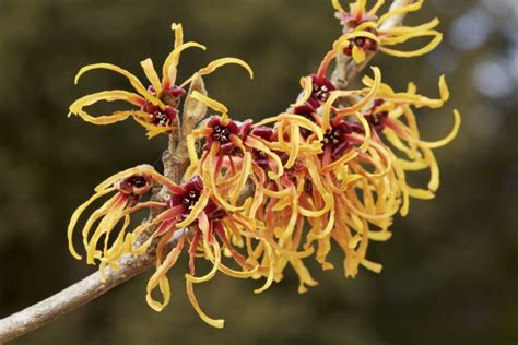 Flower of Witch Hazel in Early Spring. Stock Photo - Image of pallida, branches: 109782308