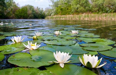 Pin by Flowers In Heart on Waterlily (ၾကာပန္ း ေလးမ်ား) | Lily images, Water lilies, Water lilly