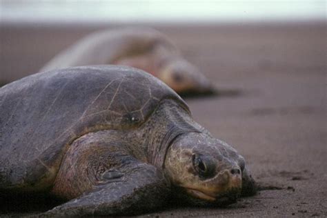 Olive Ridley Turtle | NOAA Fisheries