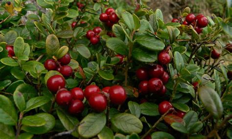 Lingonberry Plants: The Ultimate Guide To Tasty Fruit | Epic Gardening