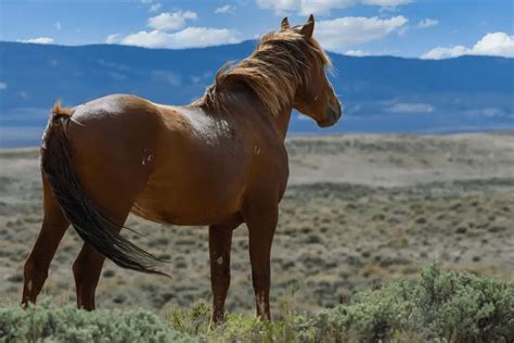 Mustang Horses: Horse Breed Information