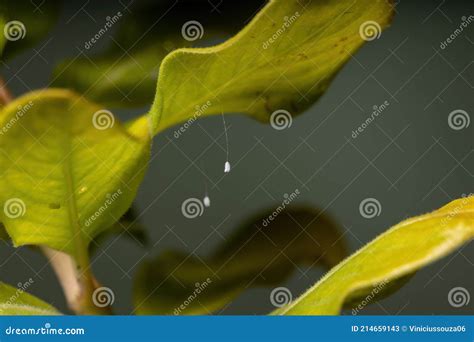 Green Lacewing Eggs stock image. Image of macro, invertebrates - 214659143