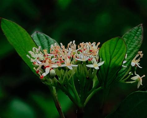 J20170810-0019—Cornus sericea ssp sericea—RPBG—DxO | Flickr