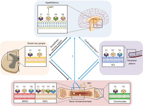 Figure 1 from Mechanisms of action of neuropeptide Y on stem cells and its potential ...