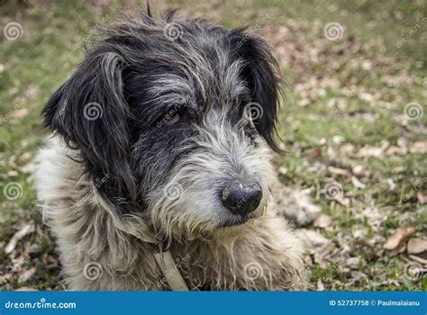 Portrait of Romanian Mioritic Sheepdog Stock Photo - Image of portrait, canine: 52737758