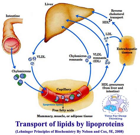 MCQs on lipoproteins and disorders of cholesterol metabolism - Biotech MCQ