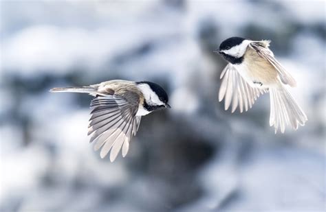 winter photography is for the birds! - creative island photography