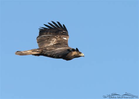 A Golden Eagle fly by – On The Wing Photography