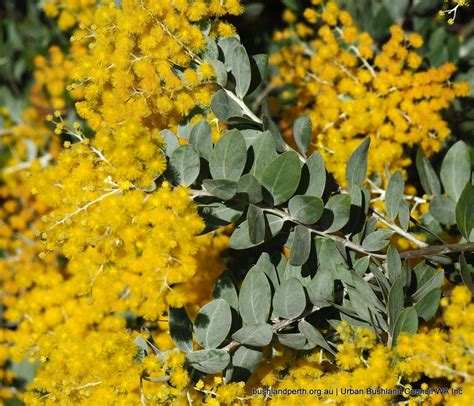 Queensland Silver Wattle - Urban Bushland Council WA