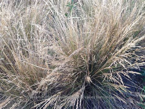 Poa labillardieri. tussock grass - Diversity Native Seeds