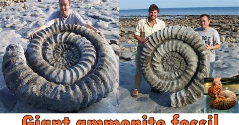 Giant ammonite fossil on the Jurassic Coast in Dorset, England. - Stunning Interesting Facts