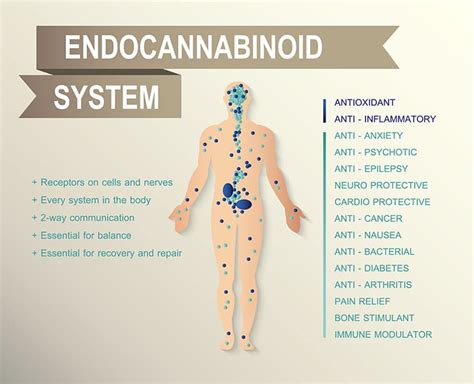 The Discovery of the Endocannabinoid System | Wisdom Essentials