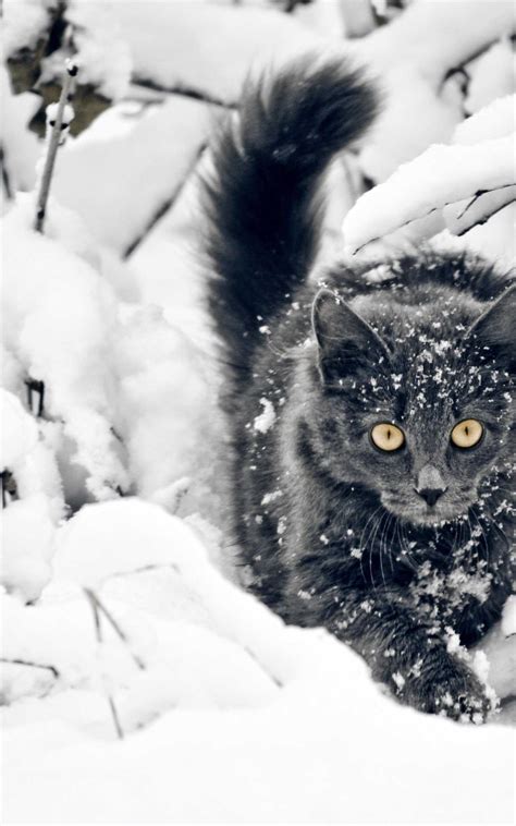 Cat Snow Wallpaper - Wallpaper Sun