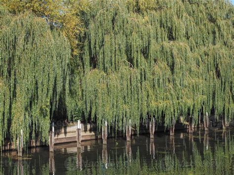 Weeping Willow tree 3329004 Stock Photo at Vecteezy