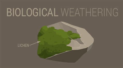 Biological Weathering: How Living Things Break Down Rocks - Earth How