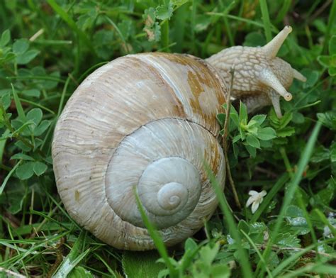 Bug Mad Girl: #30Dayswild Day 22 - Tiny musk orchids and huge Roman snails