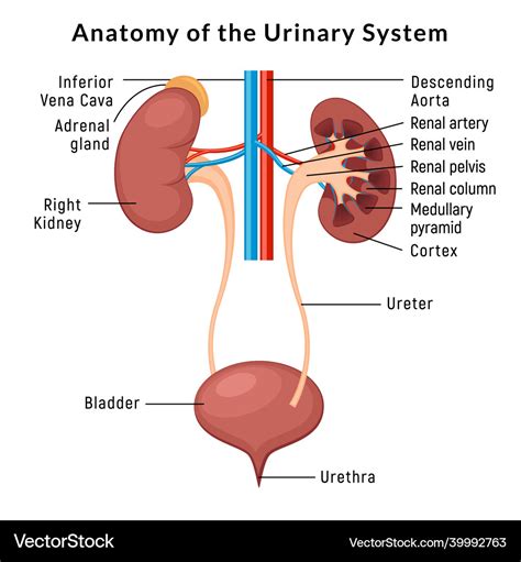 Urinary system anatomy incontinence biology Vector Image