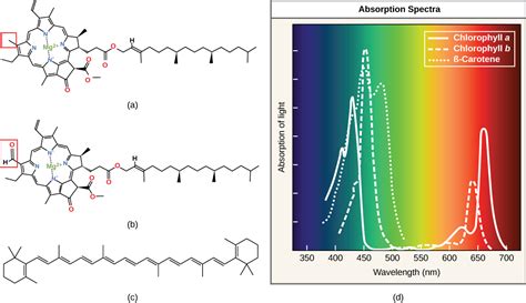 molecular biology - Photosystem 1 and 2; P680/P700; Chlorophyll a/b ...