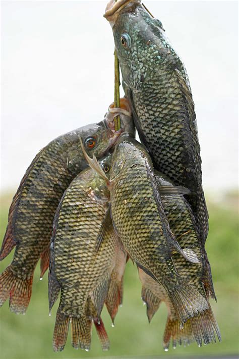 File:Fresh tilapia.jpg - Wikipedia