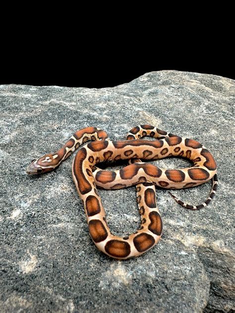 Corn Snake (Scaleless Okeetee) Female