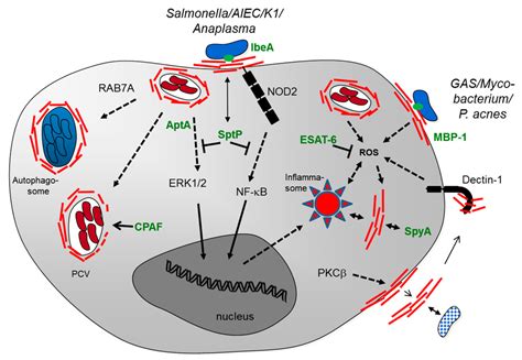 Cells | Free Full-Text | Vimentin in Bacterial Infections