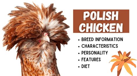 Polish Chicken - Temperament, Egg Laying, & Breed Informational Facts