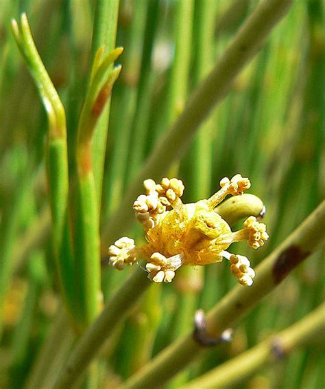 Photo #3305 | Ephedra viridis | plant lust