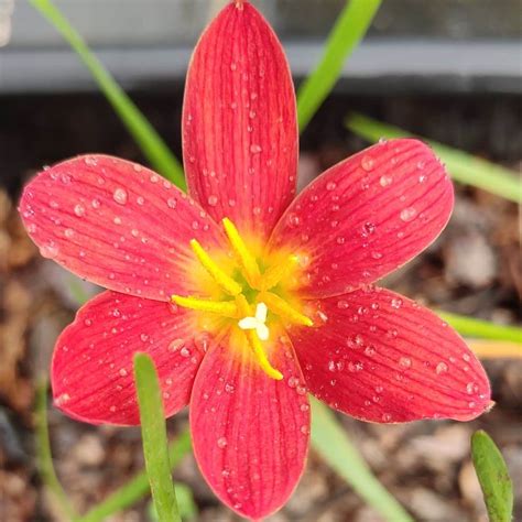 Rain Lily 'Pride Of Singapore' (Bulbs) – myBageecha