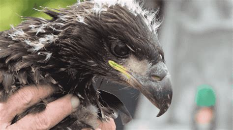 Bald eagle chicks nesting in transmission tower get banded and health ...