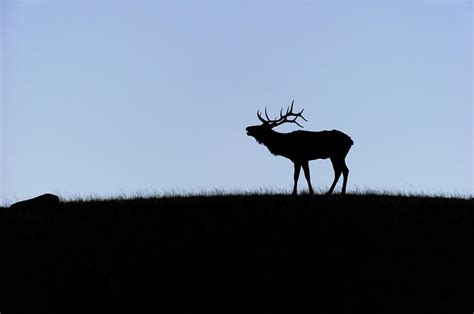 Rocky Mountain Bull Elk Bugling Silhouette Photograph by Gary Langley