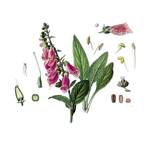 Roter Fingerhut (Digitalis purpurea) – 7000 Schmetterlinge