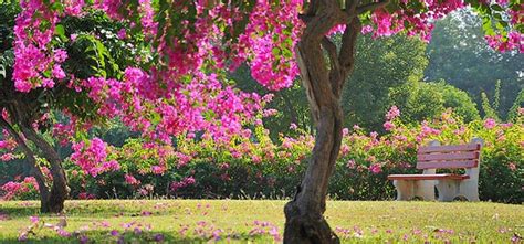 The 13 Most Beautiful Gardens In Chandigarh