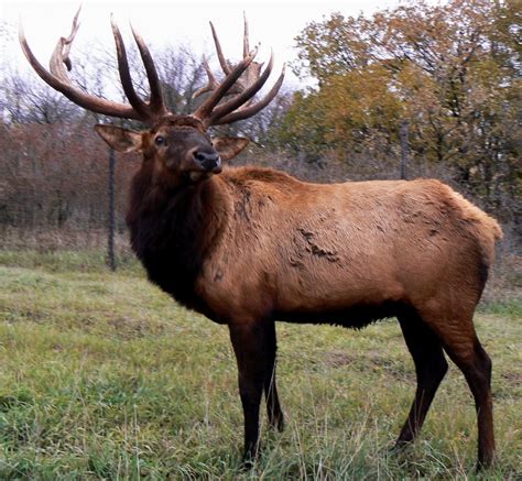 Elk (Cervus canadensis) - Wiki; DISPLAY FULL IMAGE.