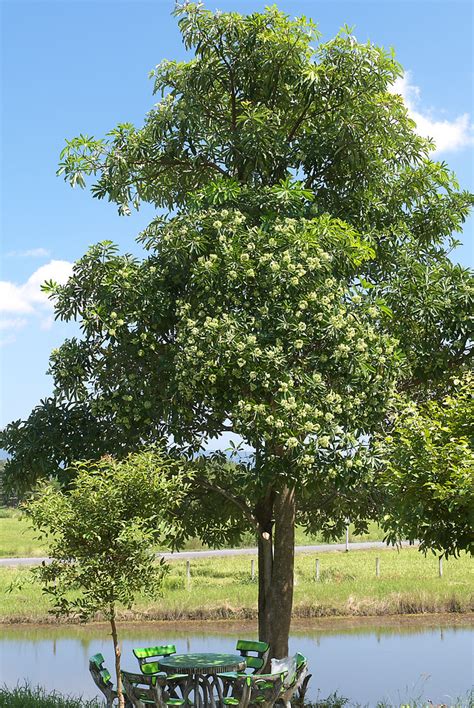 Alstonia scholaris 091101-0492 | Thailand: on my wife's land… | Flickr