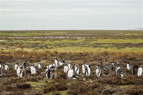 Falkland Islands - South America - Tripcarta