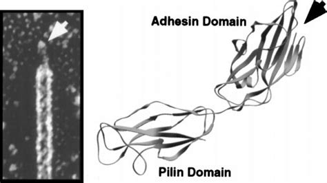 Type 1 pilus architecture and crystal structure of the FimH adhesin.... | Download Scientific ...