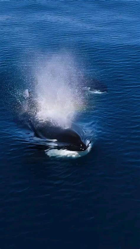 Beautiful Orca Swimming in 2023 | Sea, Orca, Creatures